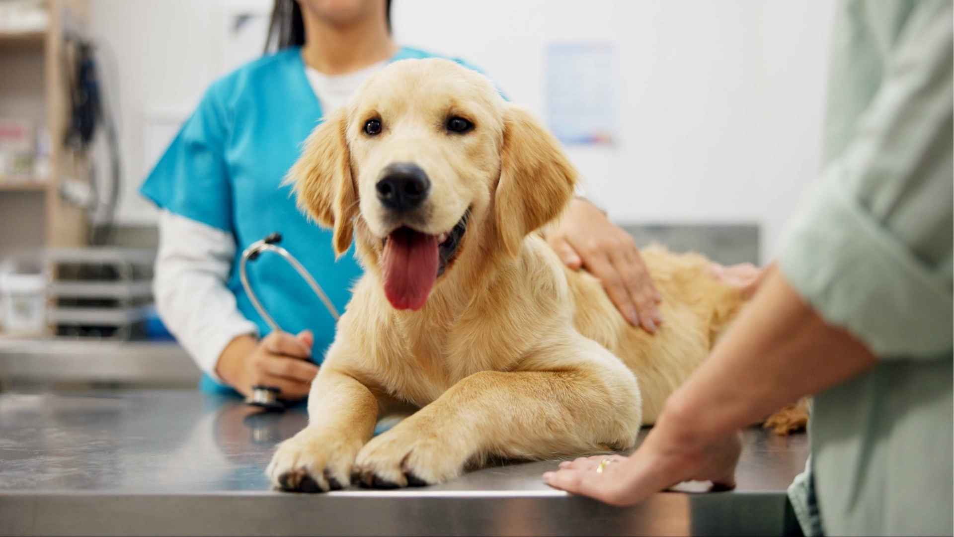 perro con giardia en el veterinario